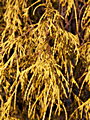 Chamaecyparis pisifera Filifera Aurea IMG_4554 Cyprysik groszkowy